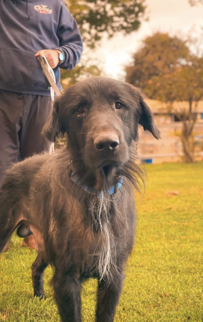 Enlarge Figgy, a Adopted mixed breed in Davis, CA image 6/6
