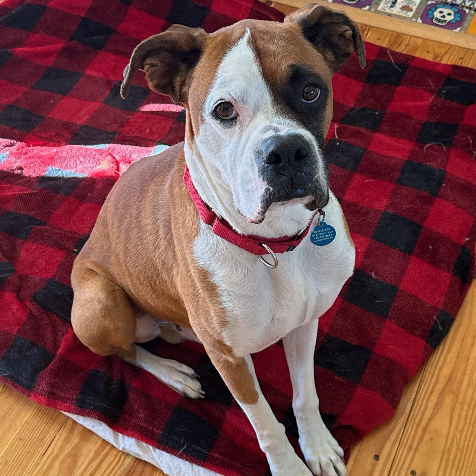 Enlarge Swayze, a ADOPTABLE Boxer in Marfa, TX image 1/6