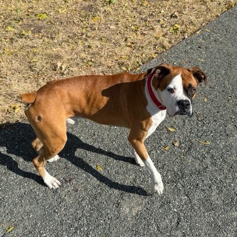 Enlarge Swayze, a ADOPTABLE Boxer in Marfa, TX image 5/6