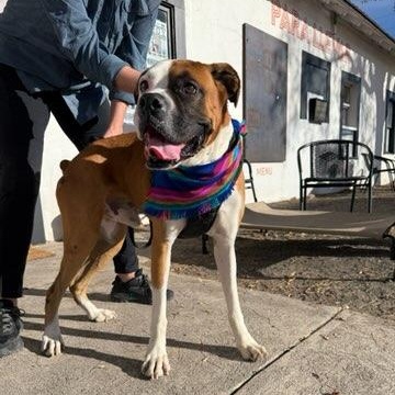 Enlarge Swayze, a ADOPTABLE Boxer in Marfa, TX image 6/6