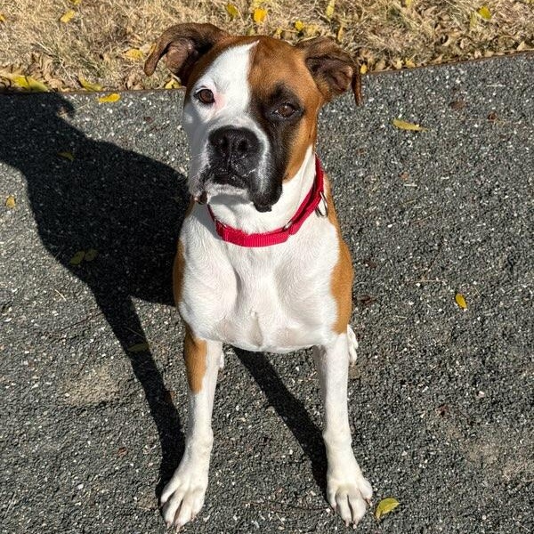 Enlarge Swayze, a ADOPTABLE Boxer in Marfa, TX image 2/6