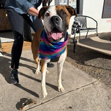 Enlarge Swayze, a ADOPTABLE Boxer in Marfa, TX image 3/6
