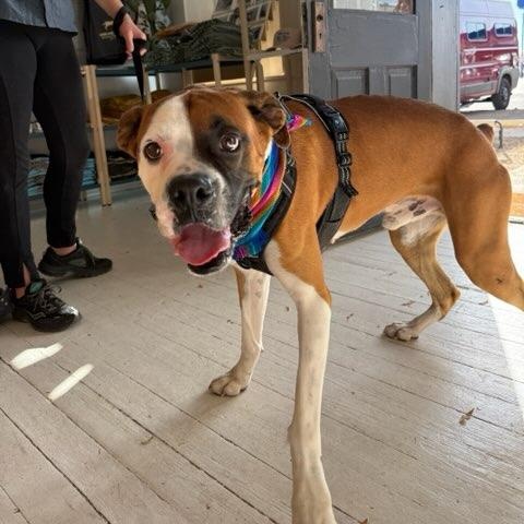 Enlarge Swayze, a ADOPTABLE Boxer in Marfa, TX image 6/6