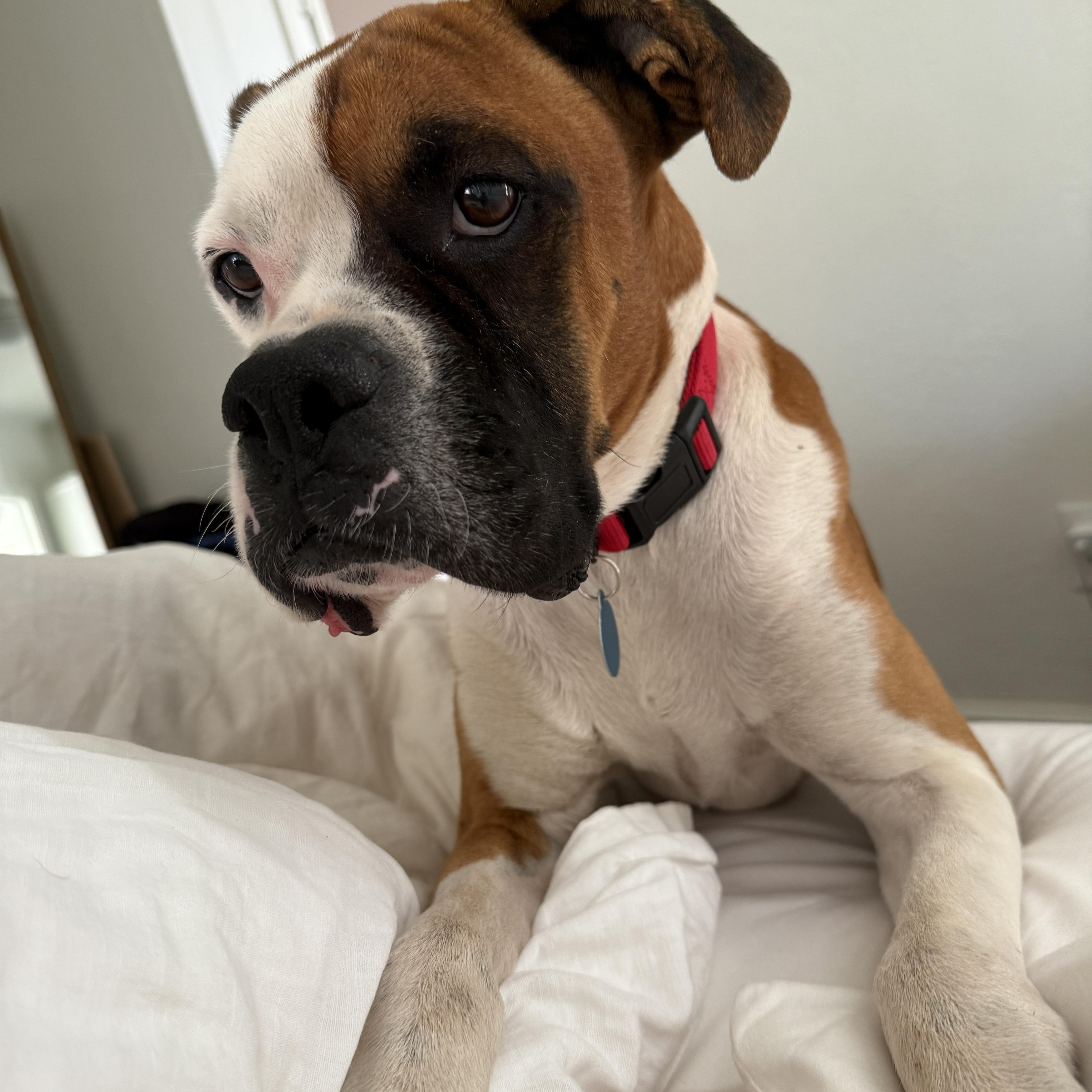 Swayze, ADOPTABLE, Adult Male Boxer.