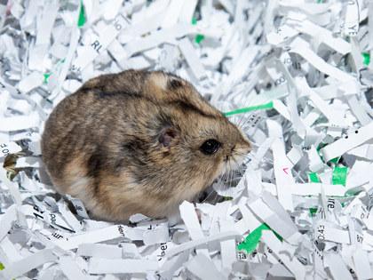Teeny, Adoptable, Young Female Hamster & Hamster.