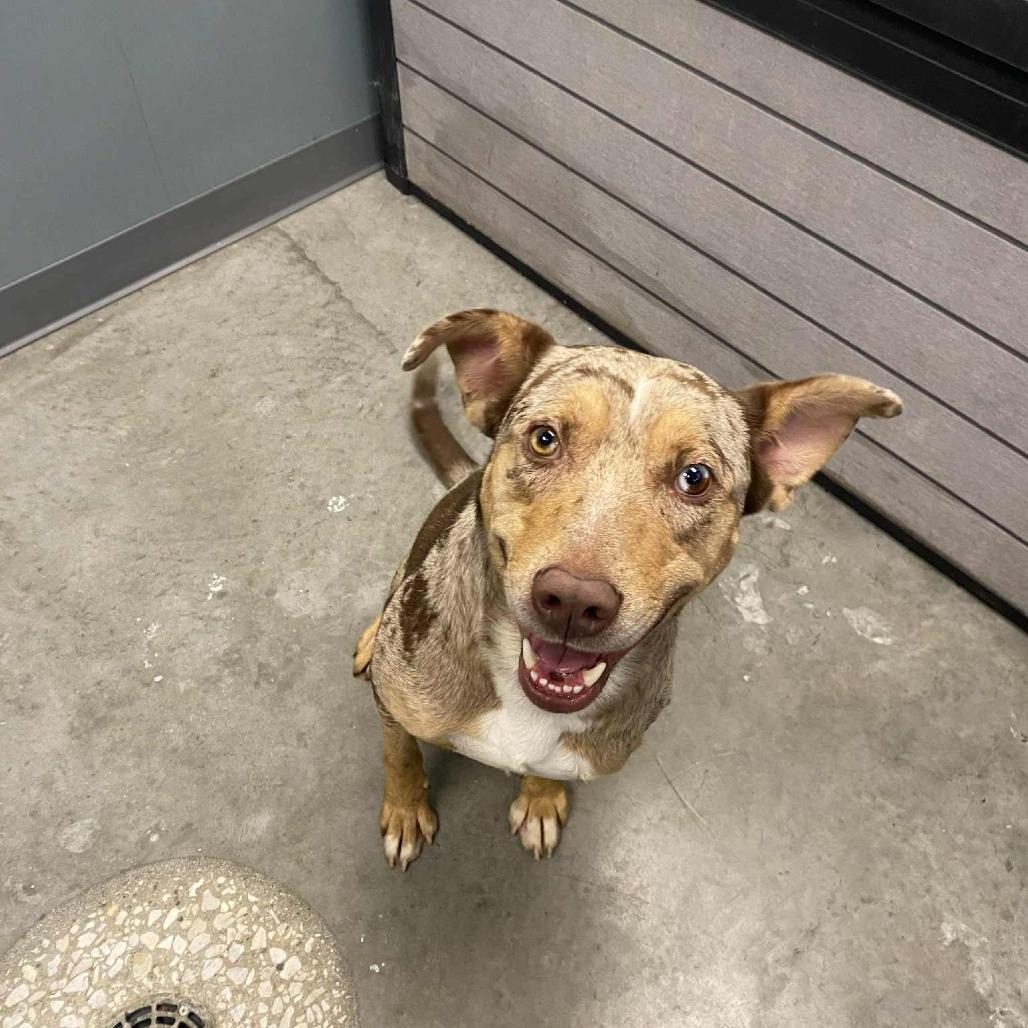 Gibs, Adoptable, Adult Male Australian Shepherd.