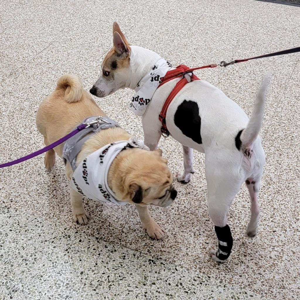 Enlarge Quinn, a Adoptable Jack Russell Terrier in Coos Bay, OR image 1/5