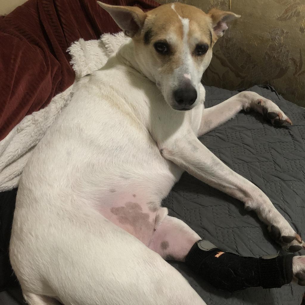 Enlarge Quinn, a Adoptable Jack Russell Terrier in Coos Bay, OR image 2/5