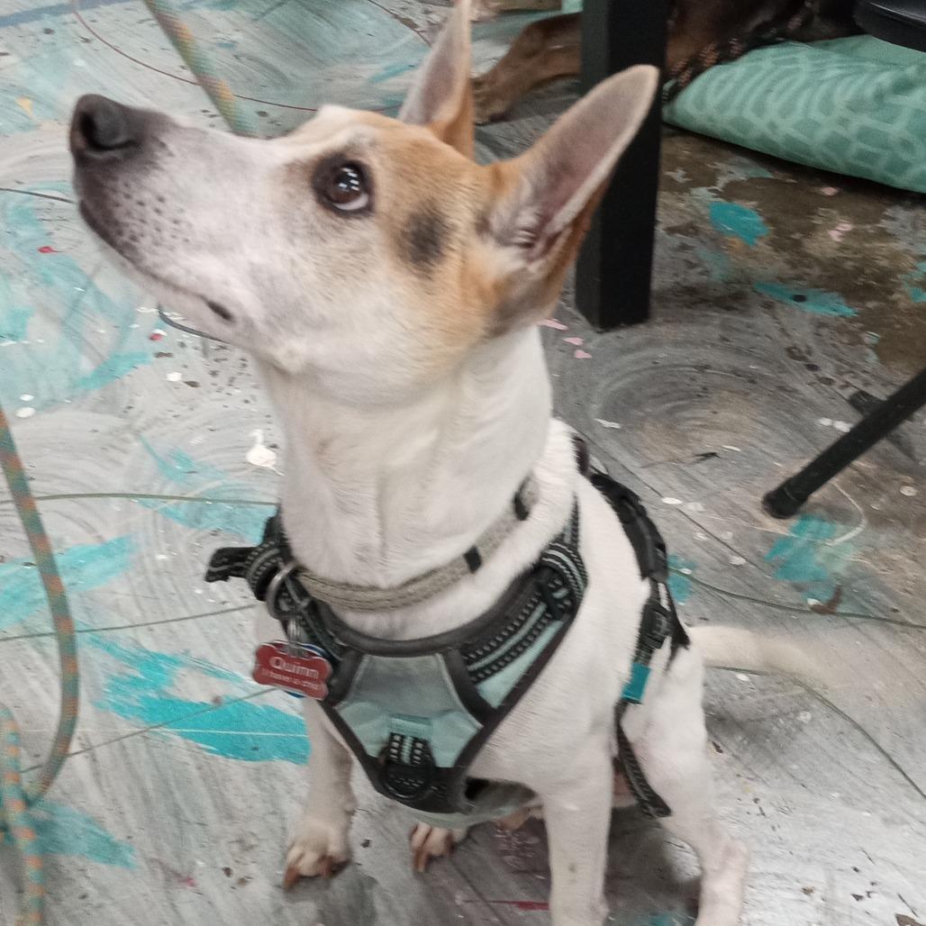 Enlarge Quinn, a Adoptable Jack Russell Terrier in Coos Bay, OR image 3/5