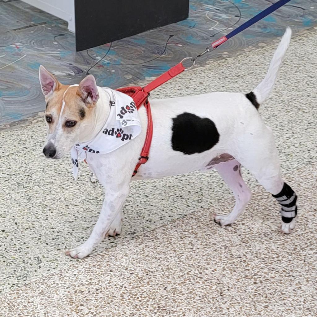 Enlarge Quinn, a Adoptable Jack Russell Terrier in Coos Bay, OR image 4/5