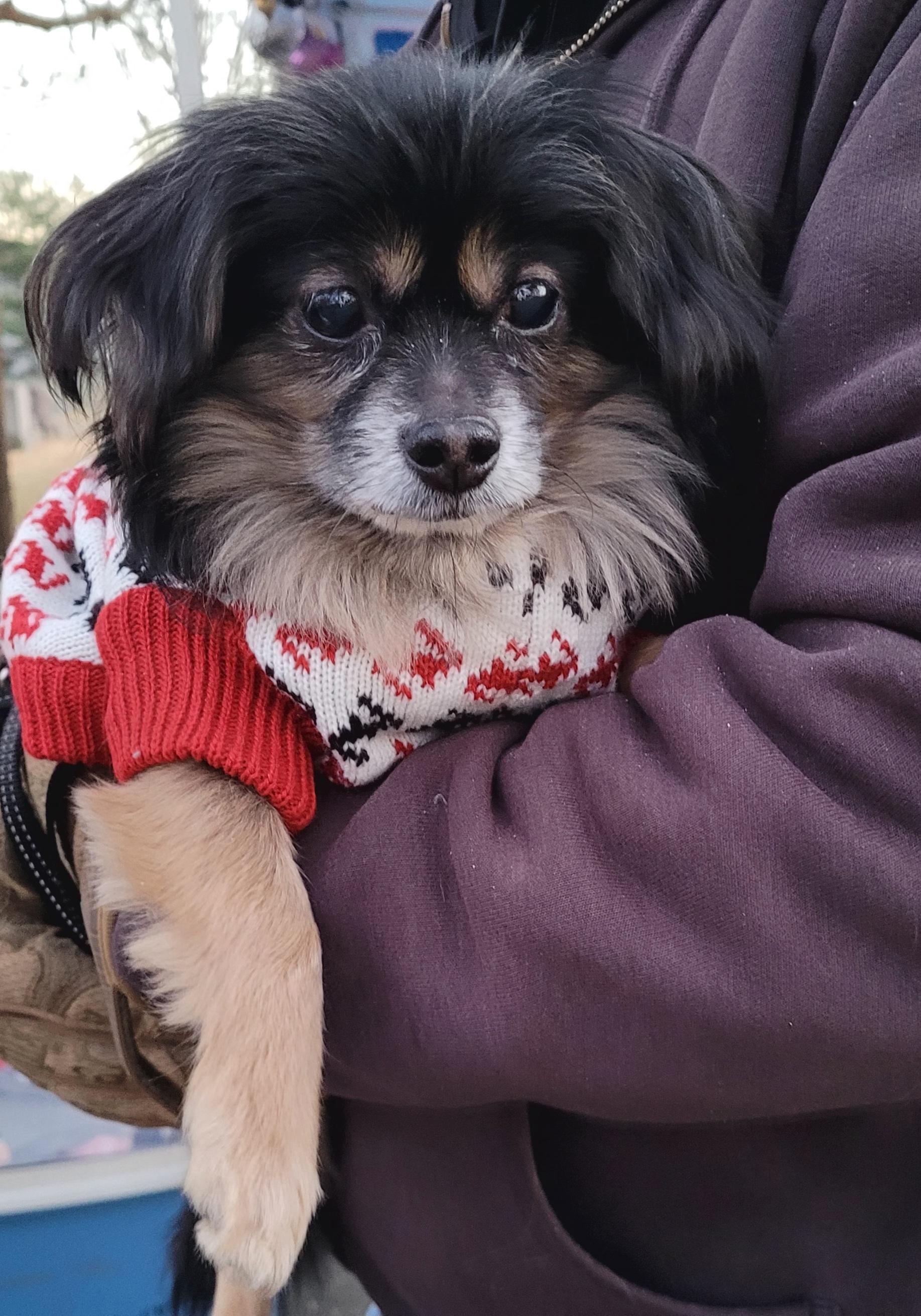 Macho, an adoptable Chihuahua in Wayne, NJ image 1/4