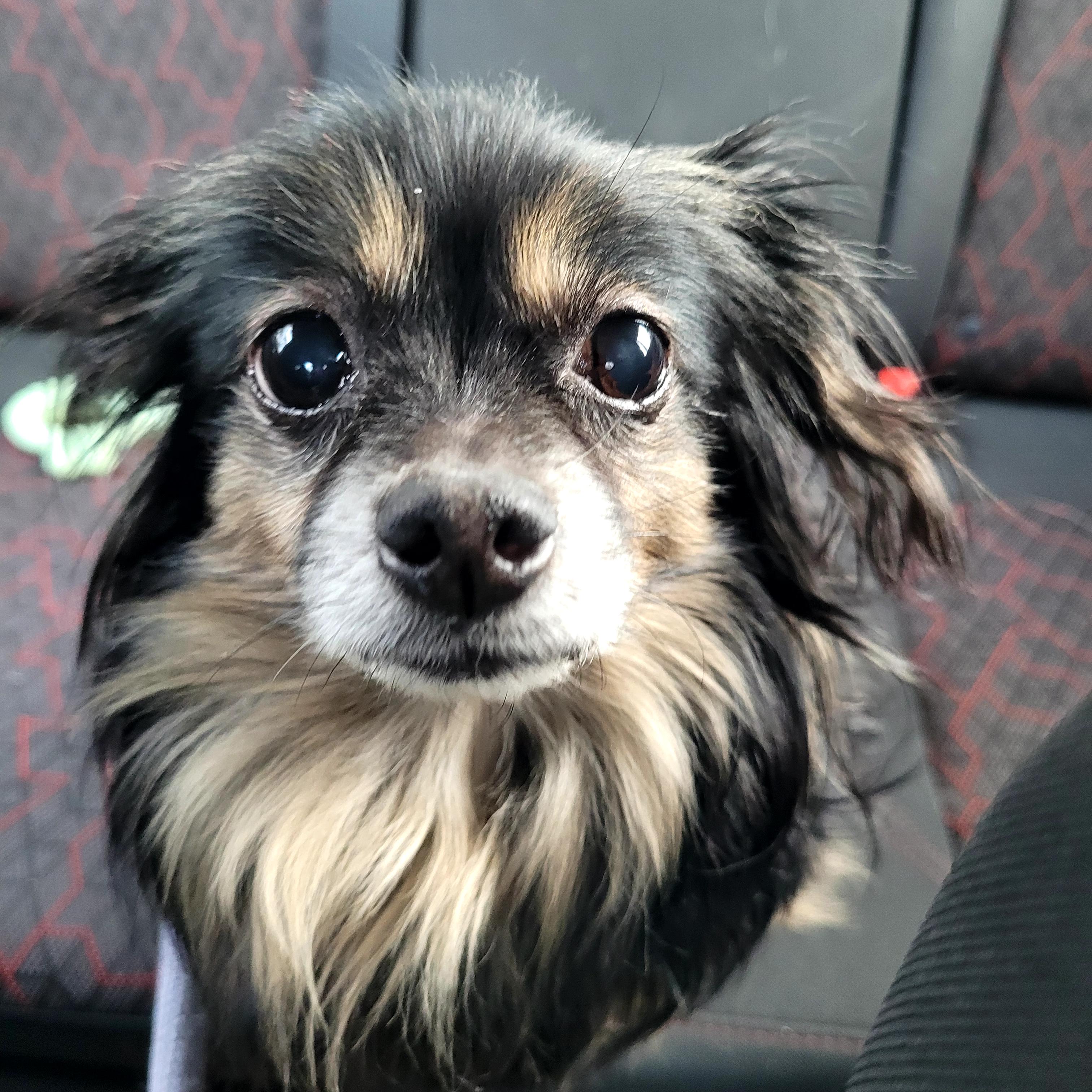 Macho, an adoptable Chihuahua in Wayne, NJ image 3/4