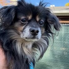 Macho, an adoptable Chihuahua in Wayne, NJ image 4/4