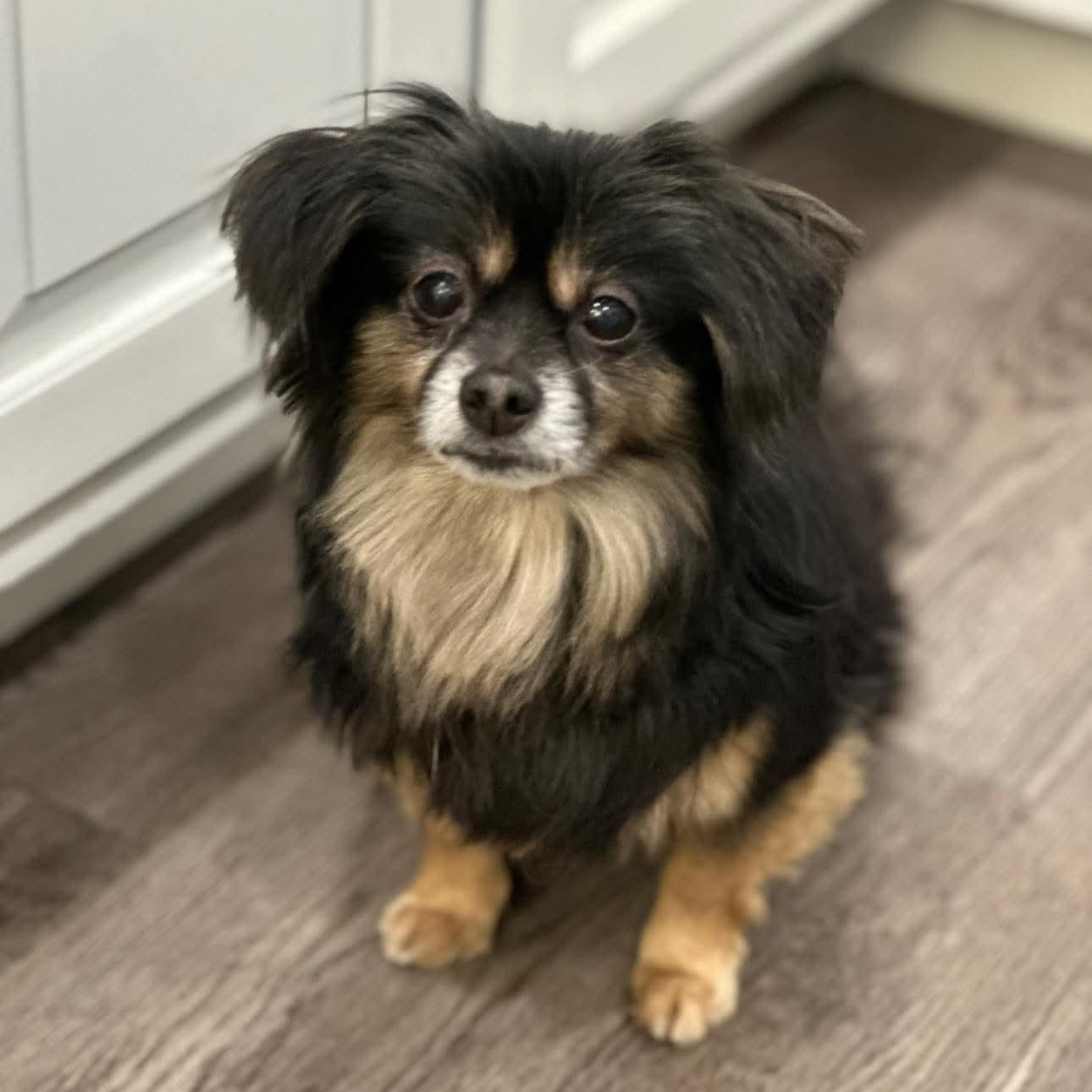 Macho, adoptable, Adult Male Chihuahua.