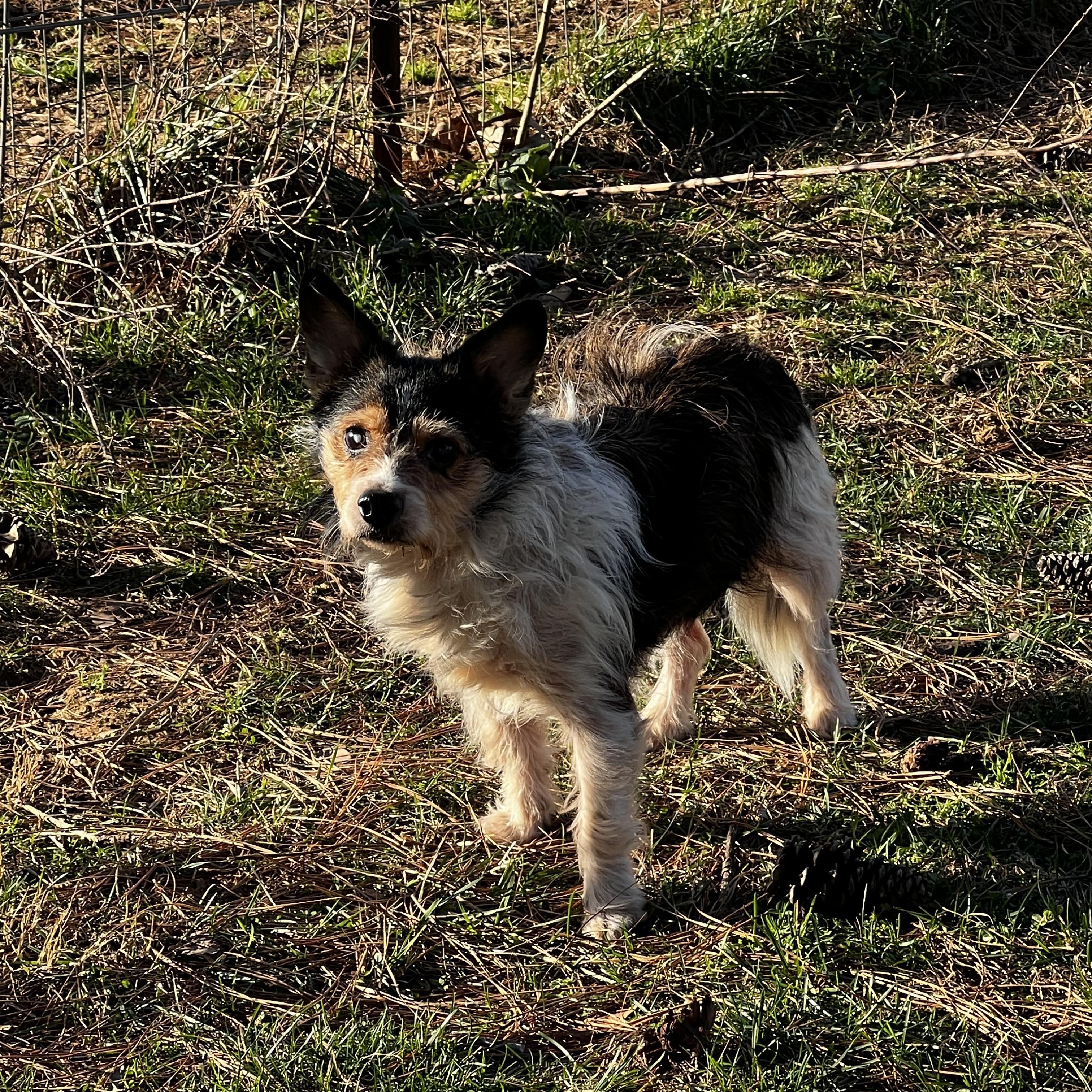 Enlarge Zommie, a Adoptable mixed breed in Woodlawn, TN image 2/5
