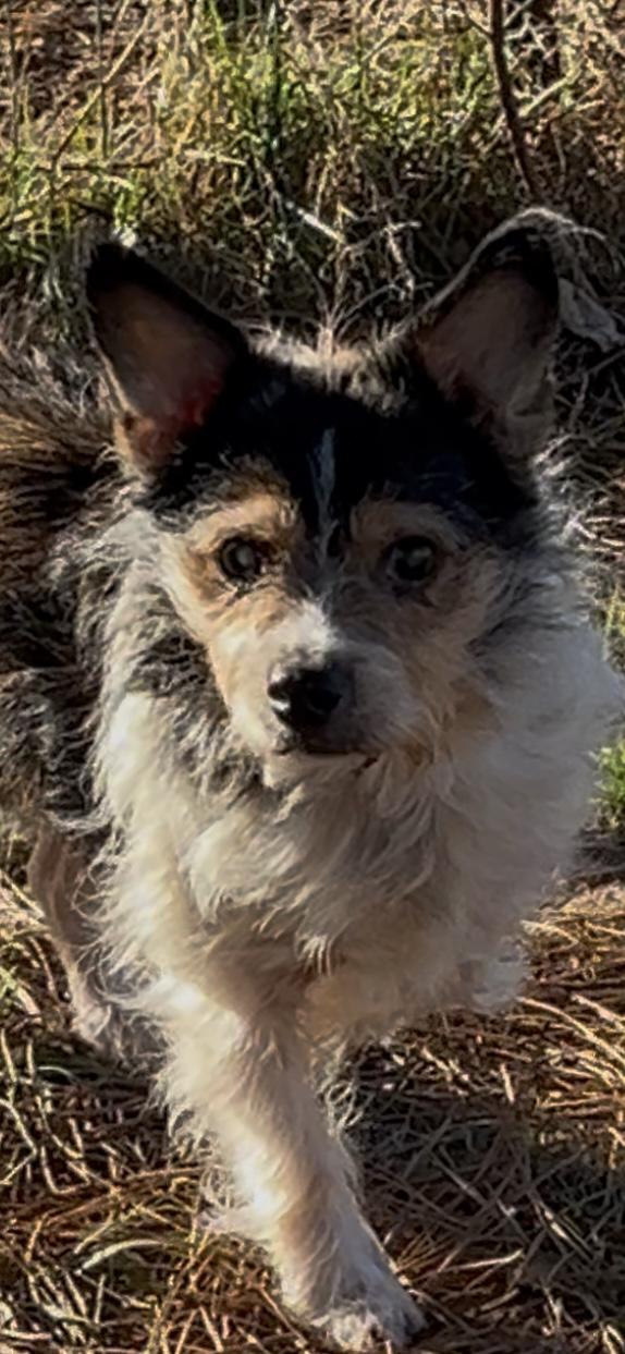 Enlarge Zommie, a Adoptable mixed breed in Woodlawn, TN image 1/5