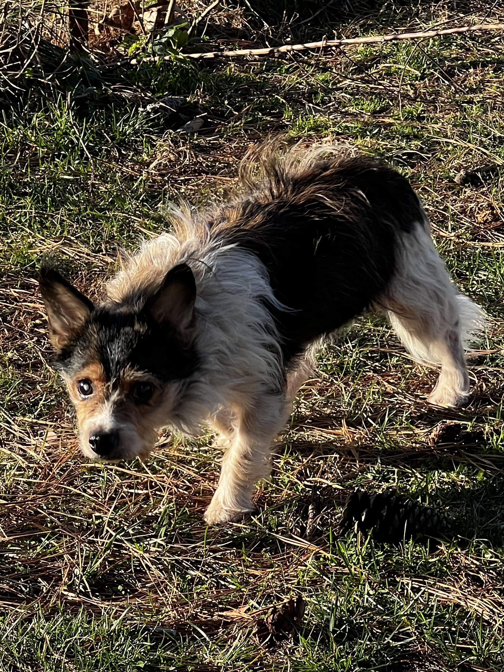 Enlarge Zommie, a Adoptable mixed breed in Woodlawn, TN image 5/5