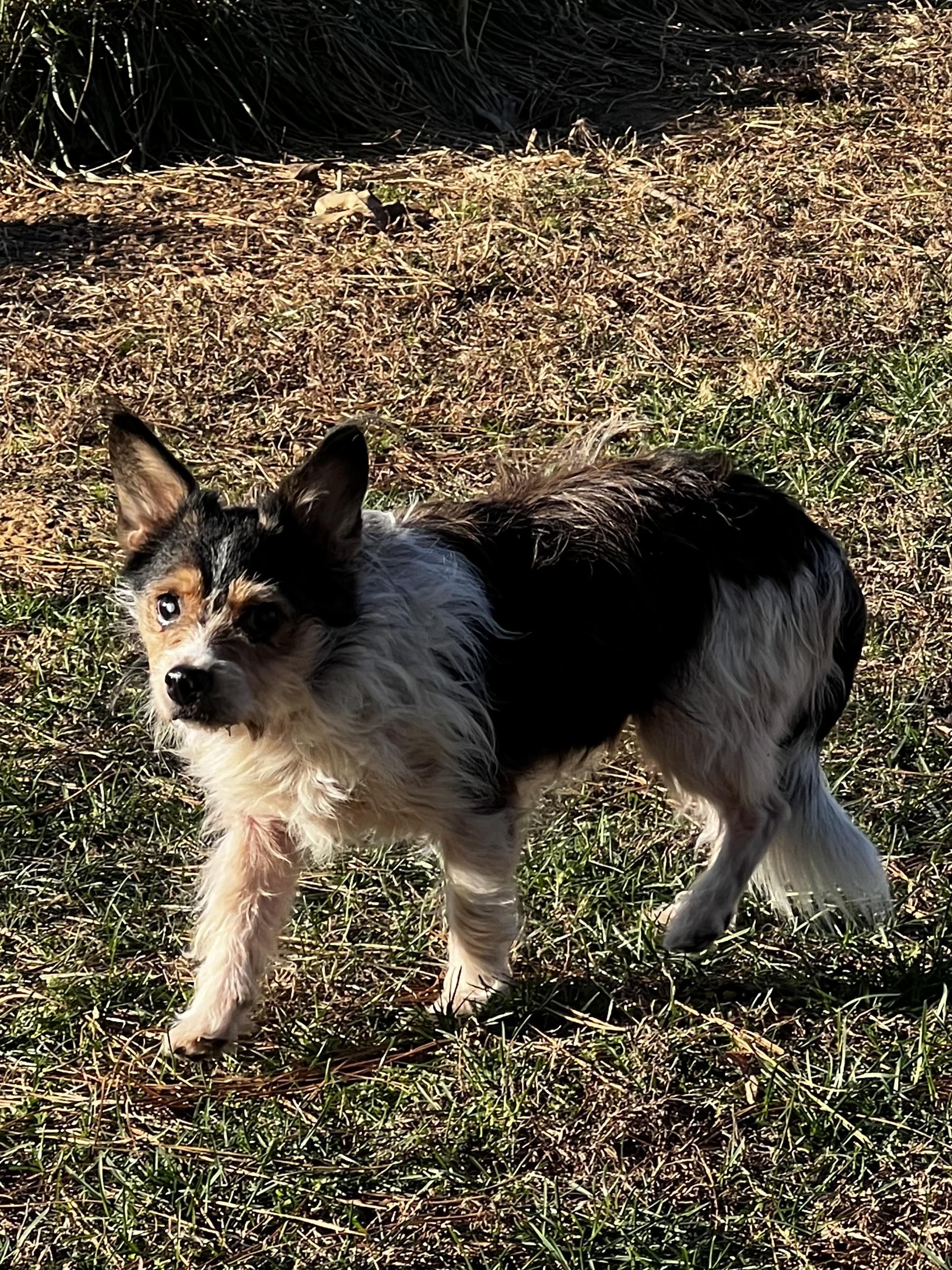 Enlarge Zommie, a Adoptable mixed breed in Woodlawn, TN image 4/5