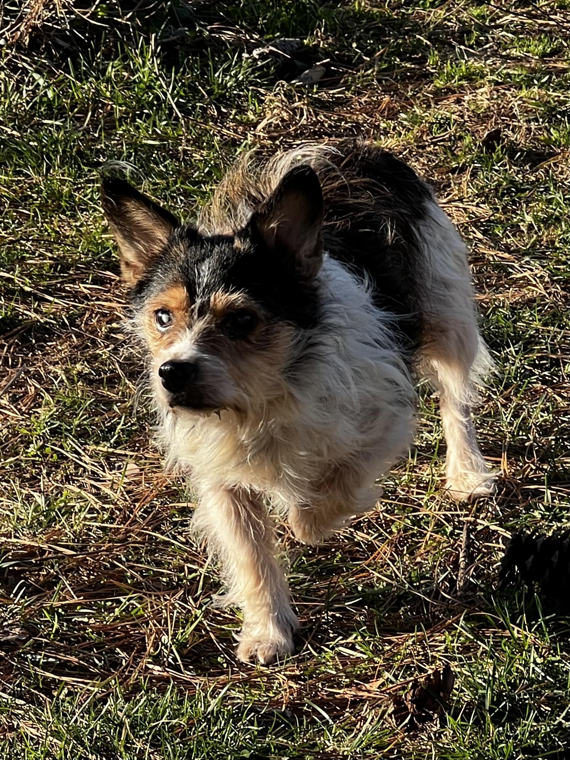 Enlarge Zommie, a Adoptable mixed breed in Woodlawn, TN image 3/5