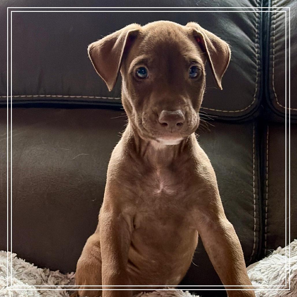 Calypso, Adoptable, Puppy Female American Staffordshire Terrier & Doberman Pinscher.