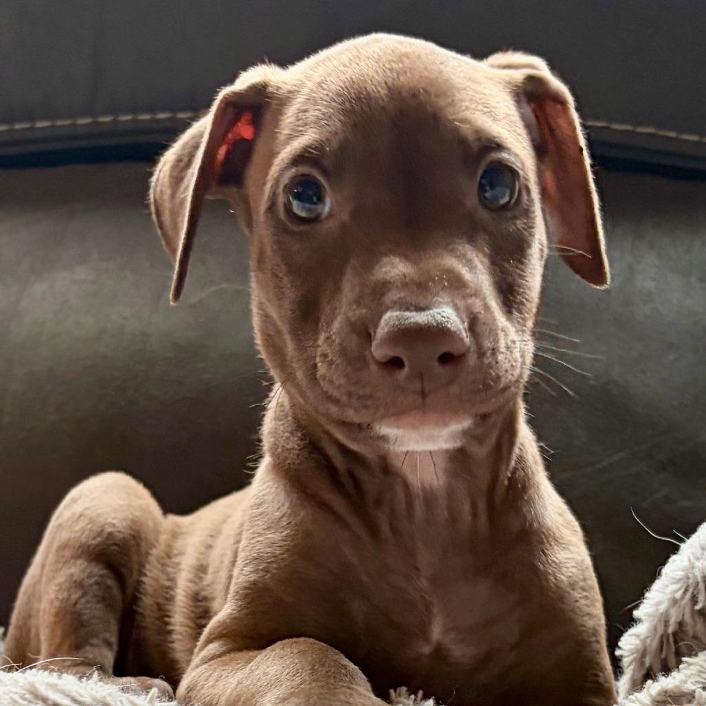 Enlarge Calypso, a Adoptable mixed breed in Chandler, AZ image 2/5