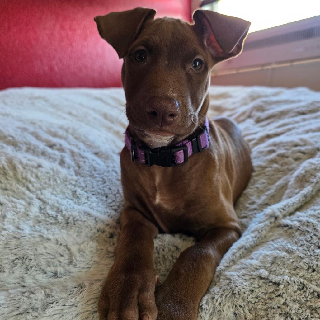 Enlarge Calypso, a Adoptable mixed breed in Chandler, AZ image 3/5