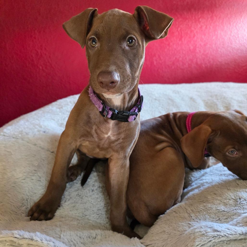 Enlarge Calypso, a Adoptable mixed breed in Chandler, AZ image 4/5