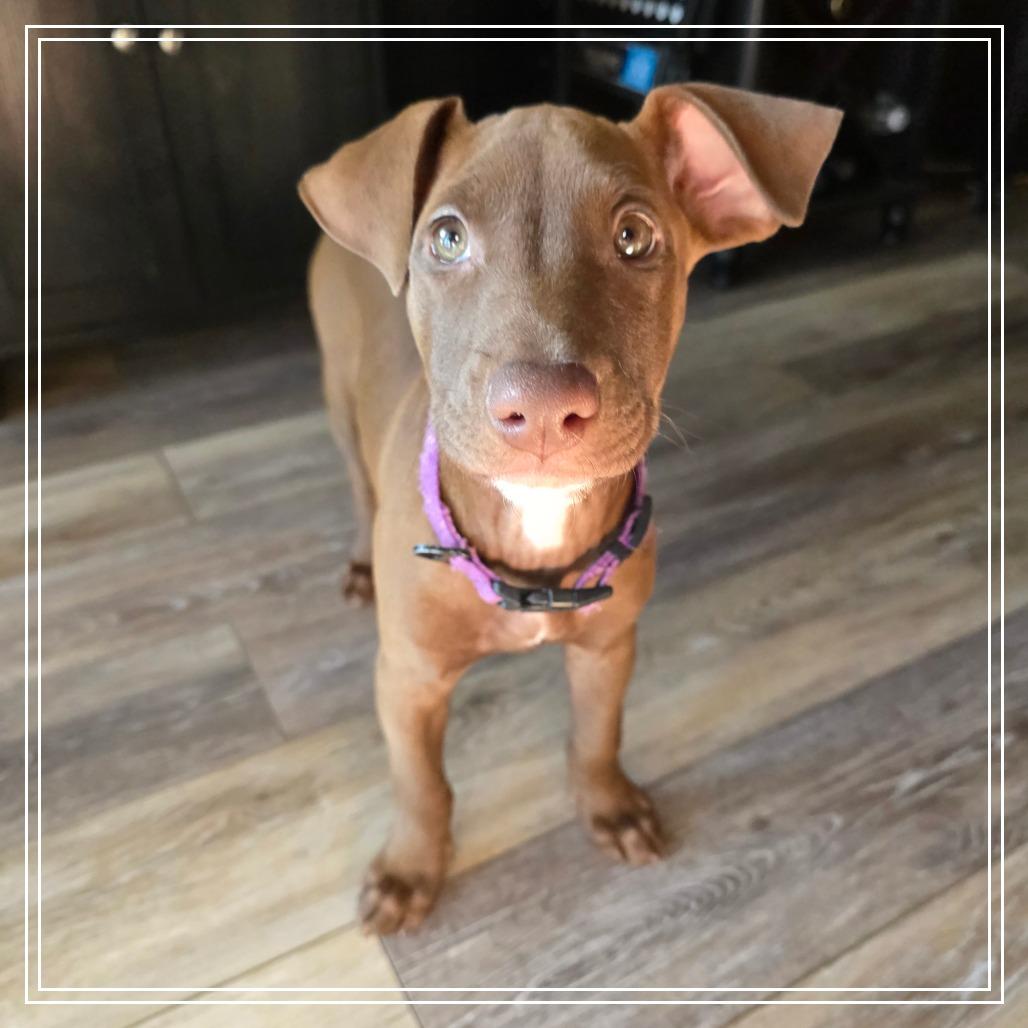Enlarge Calypso, a Adoptable mixed breed in Chandler, AZ image 5/5