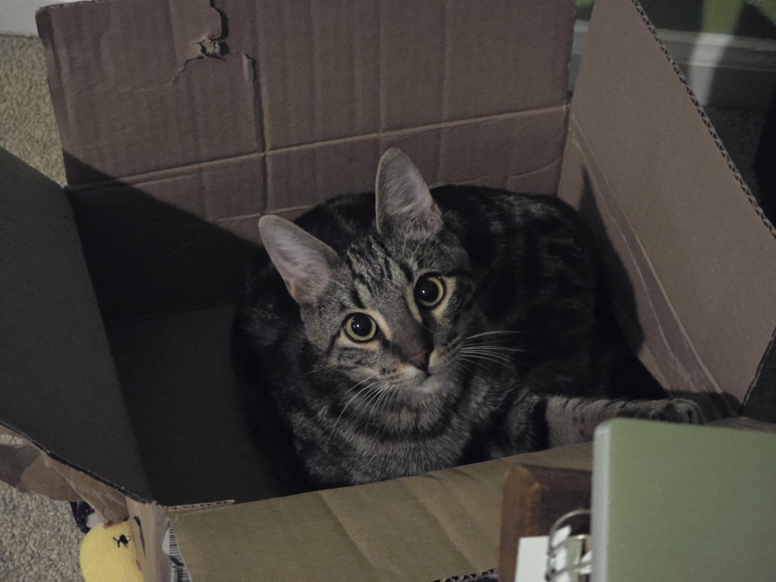 Leo, Adoptable, Adult Male Domestic Short Hair.