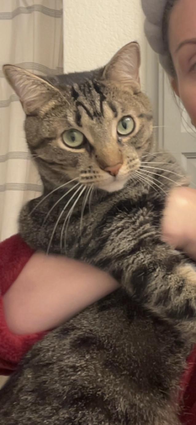 Enlarge Leo, a Adoptable Domestic Short Hair in Beaumont, TX image 4/4