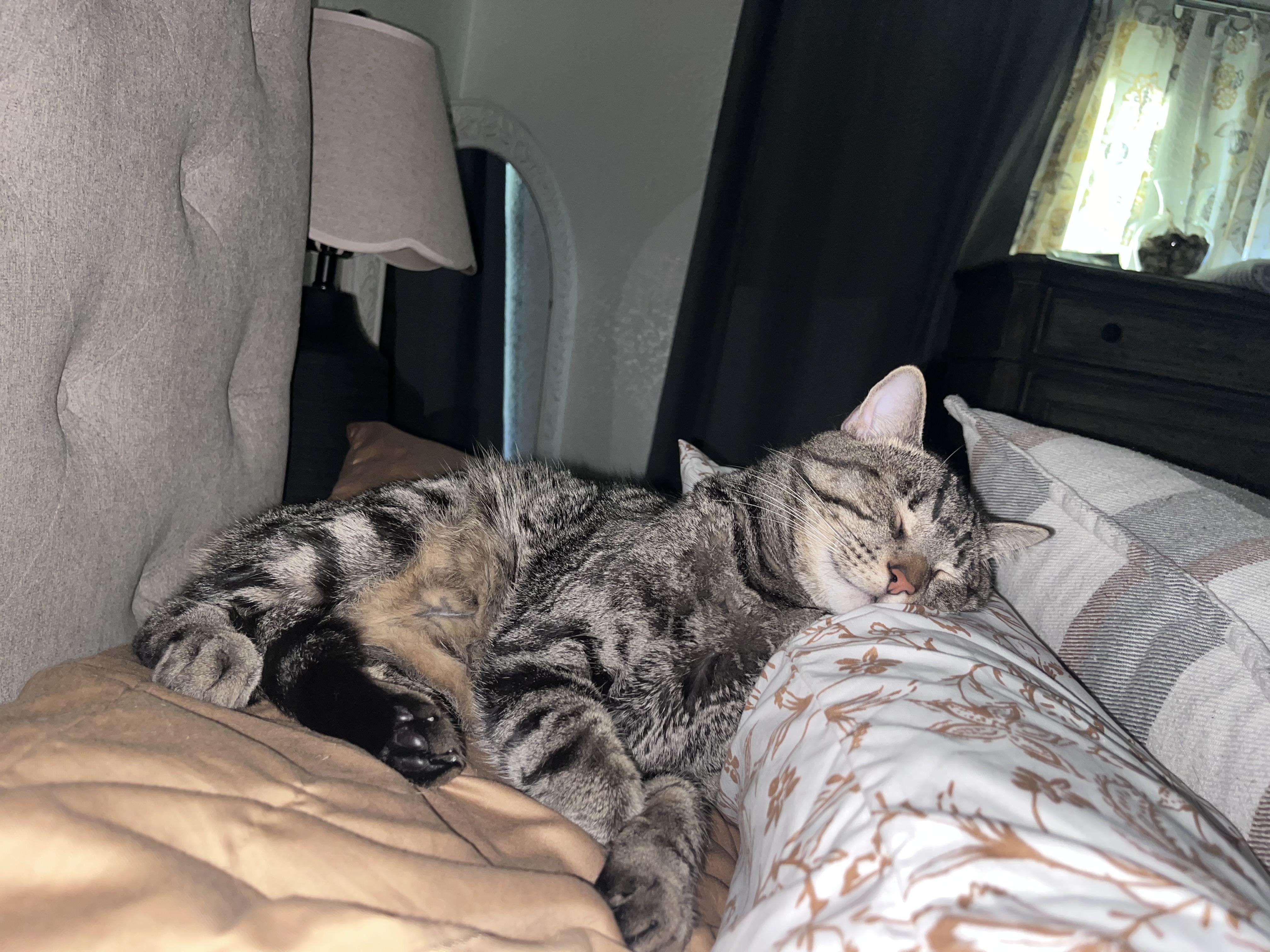 Enlarge Leo, a Adoptable Domestic Short Hair in Beaumont, TX image 2/4