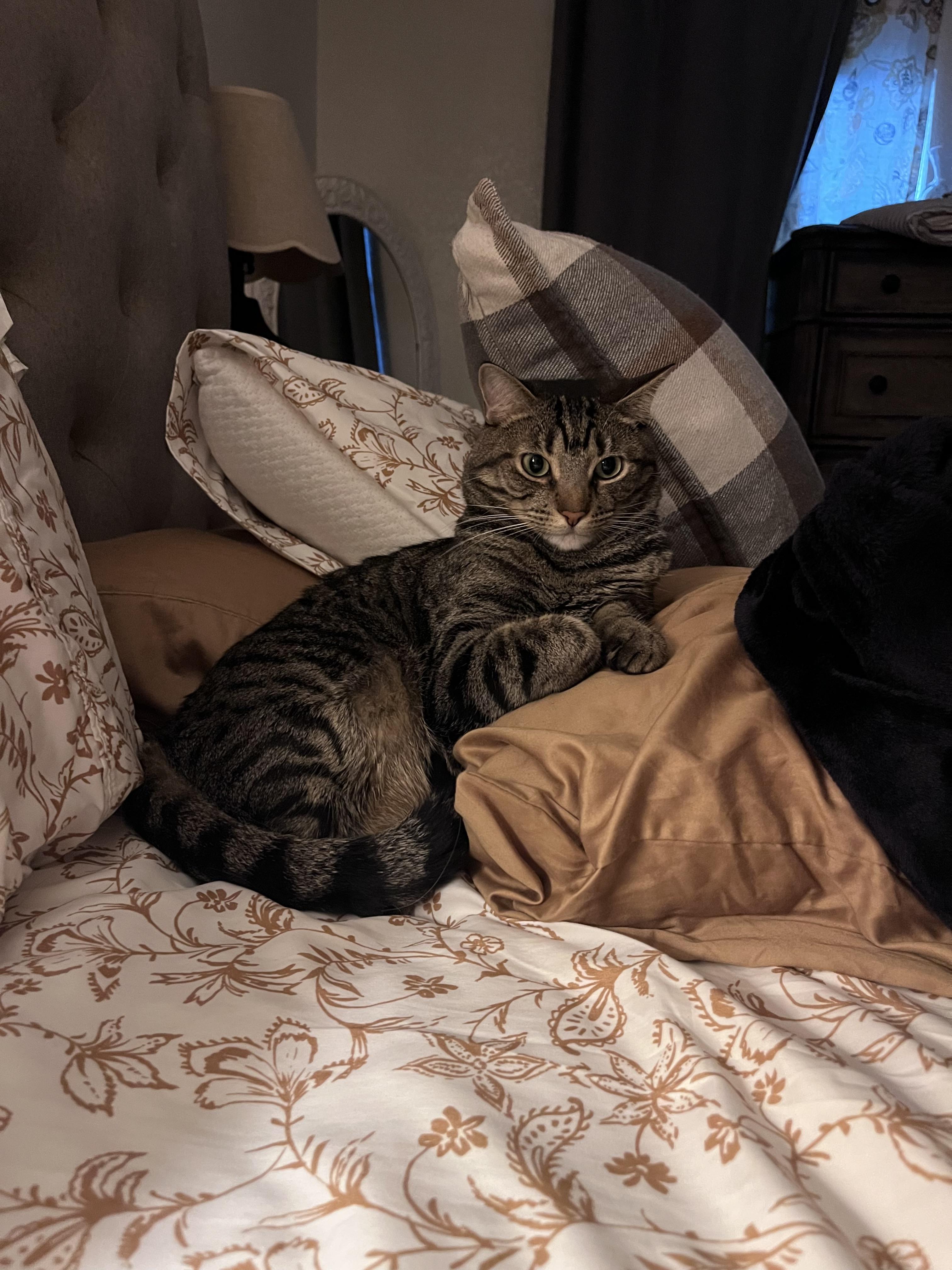 Enlarge Leo, a Adoptable Domestic Short Hair in Beaumont, TX image 3/4