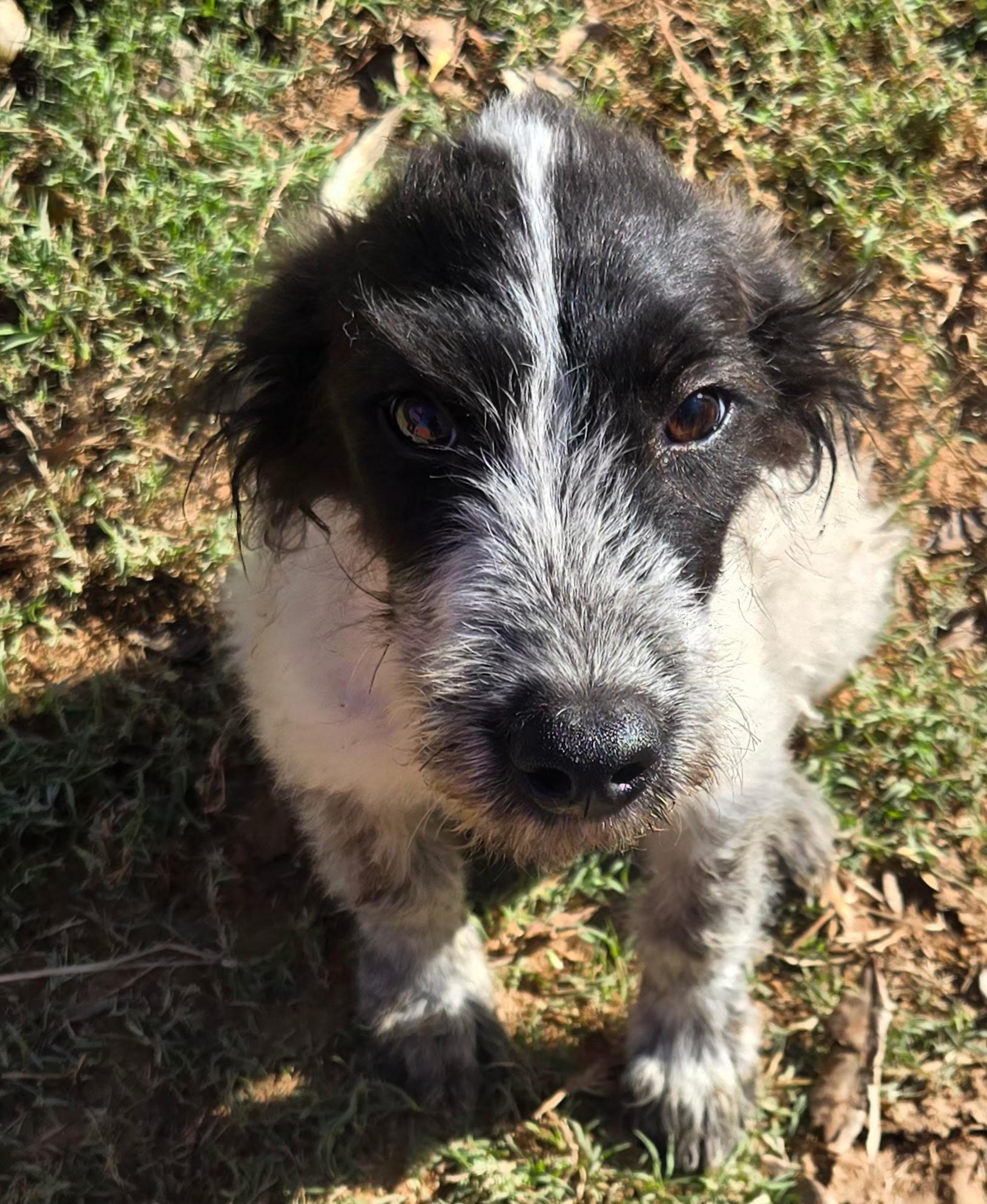 OPOSSUM 425, Adoptable, Young Male Wirehaired Terrier.