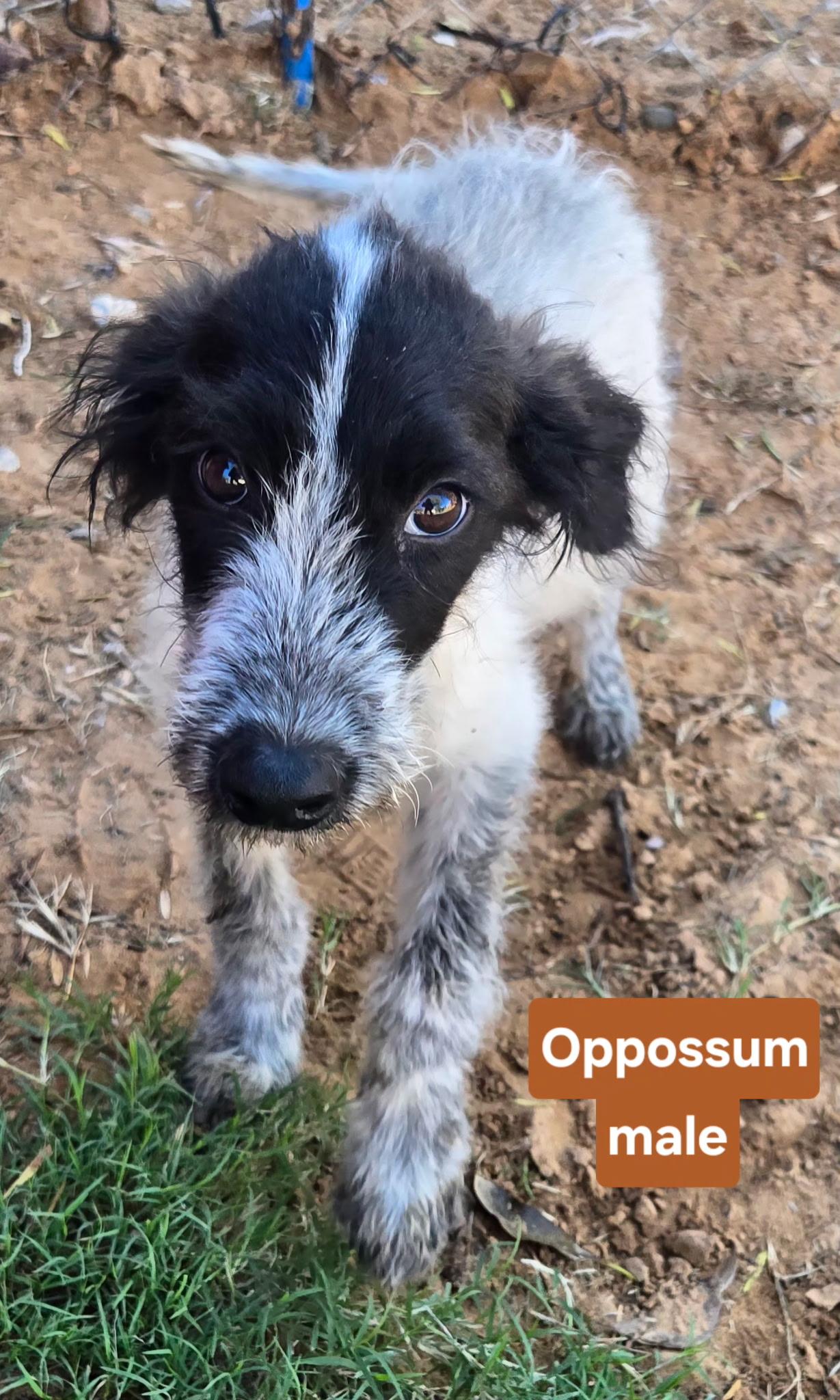 Enlarge OPOSSUM 425, a Adoptable mixed breed in Milwaukee, WI image 3/4