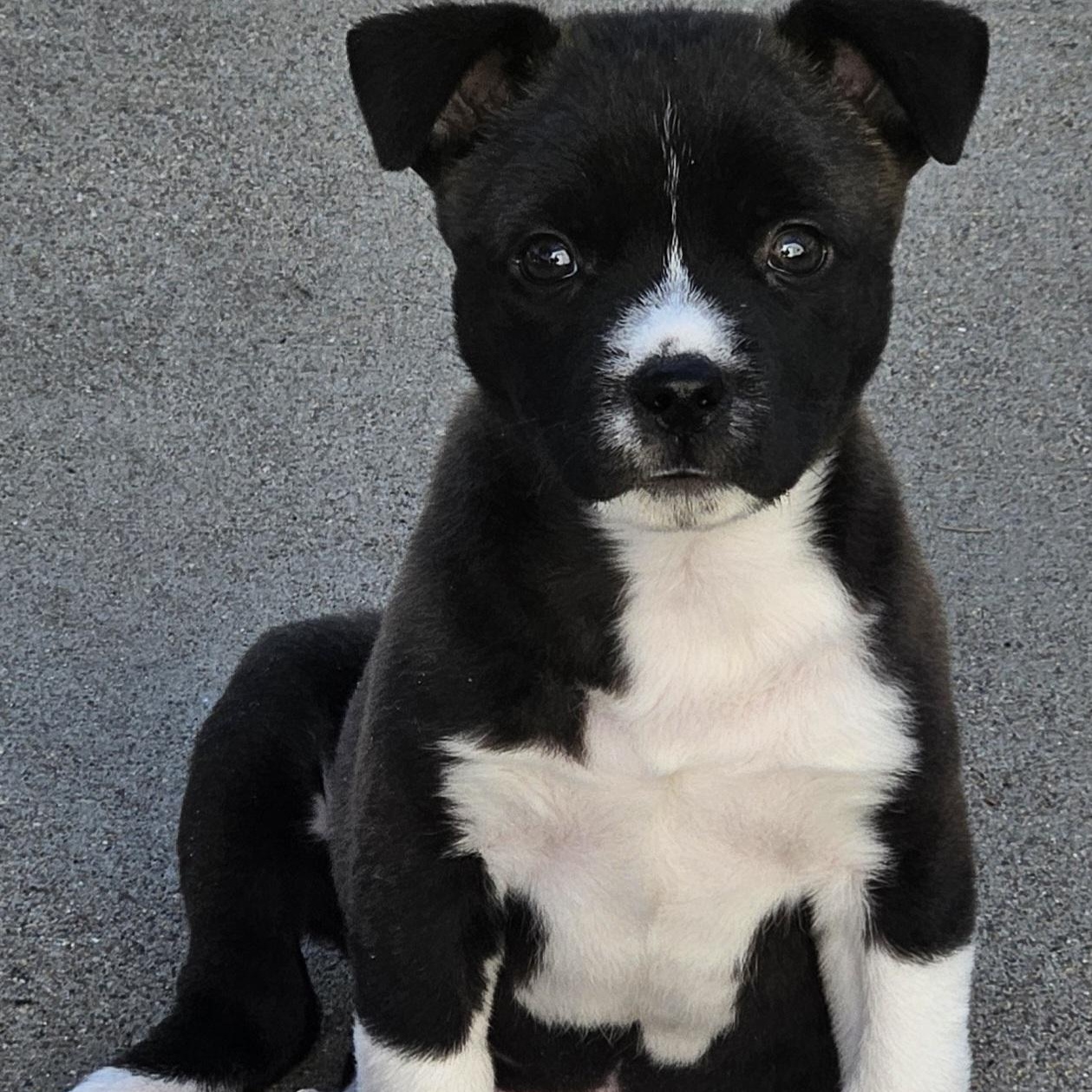 Enlarge Reggie, an adopted mixed breed in Minneapolis, MN image 4/6