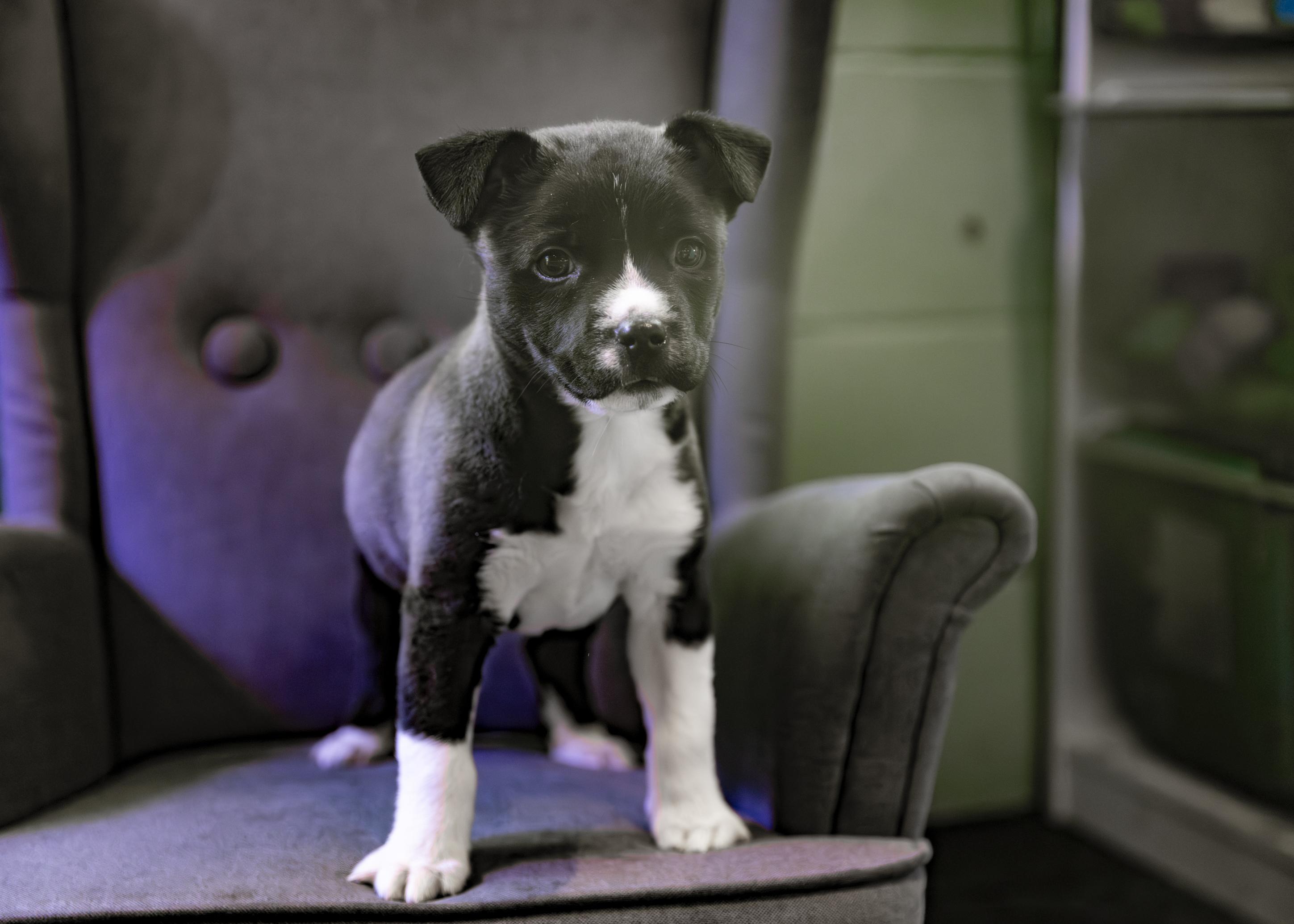 Enlarge Reggie, an adopted mixed breed in Minneapolis, MN image 2/6