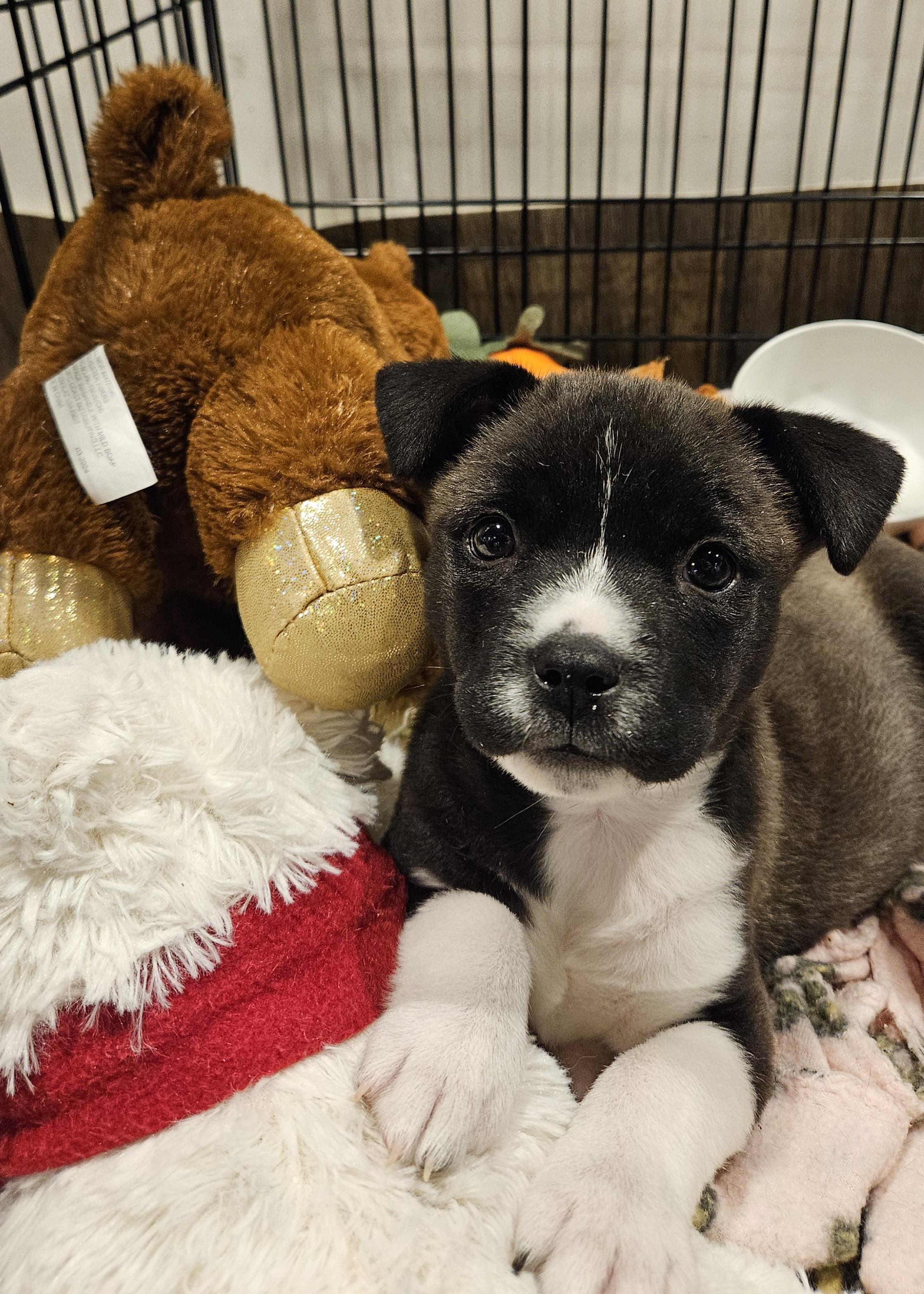Enlarge Reggie, an adopted mixed breed in Minneapolis, MN image 3/6