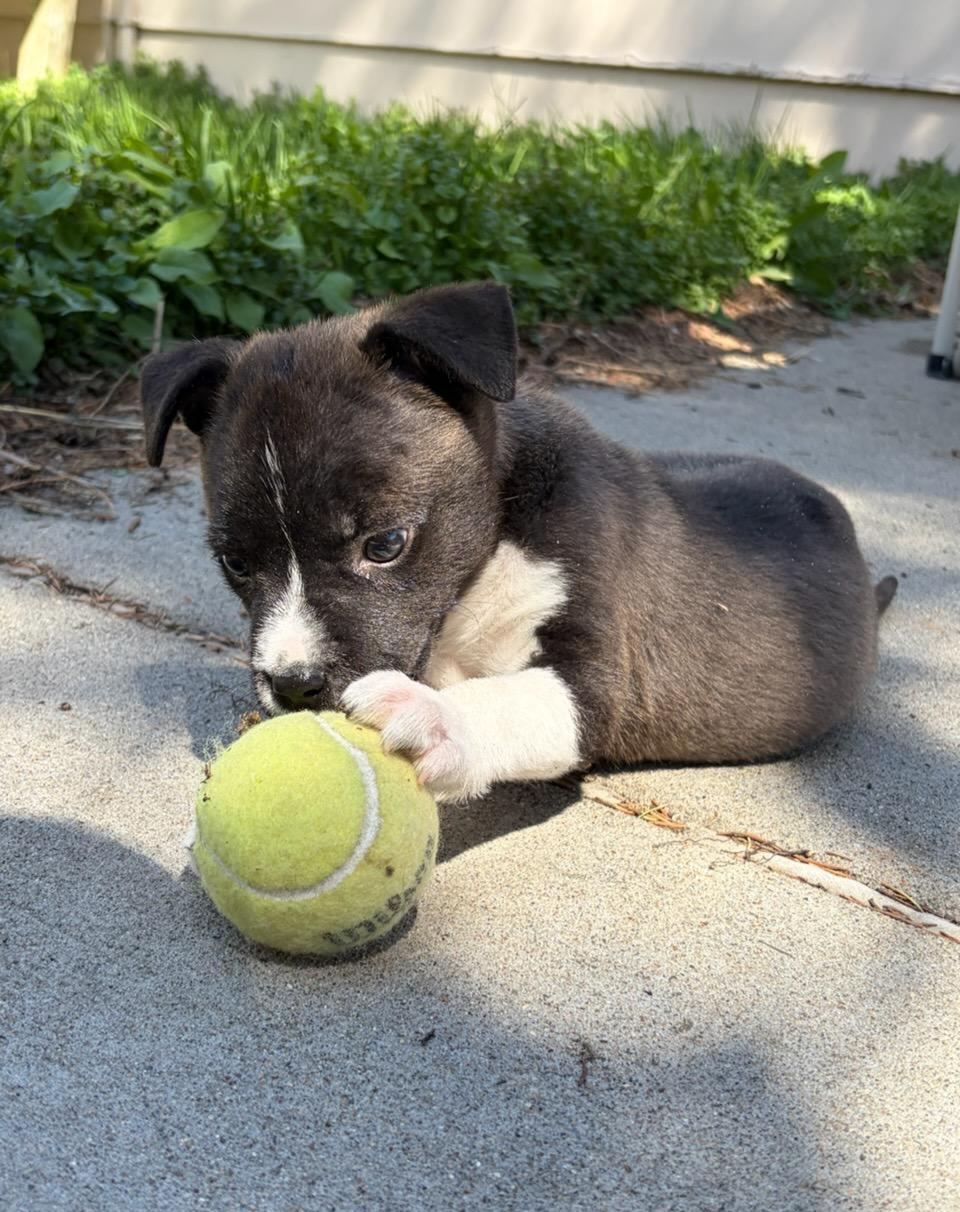 Enlarge Reggie, an adopted mixed breed in Minneapolis, MN image 5/6