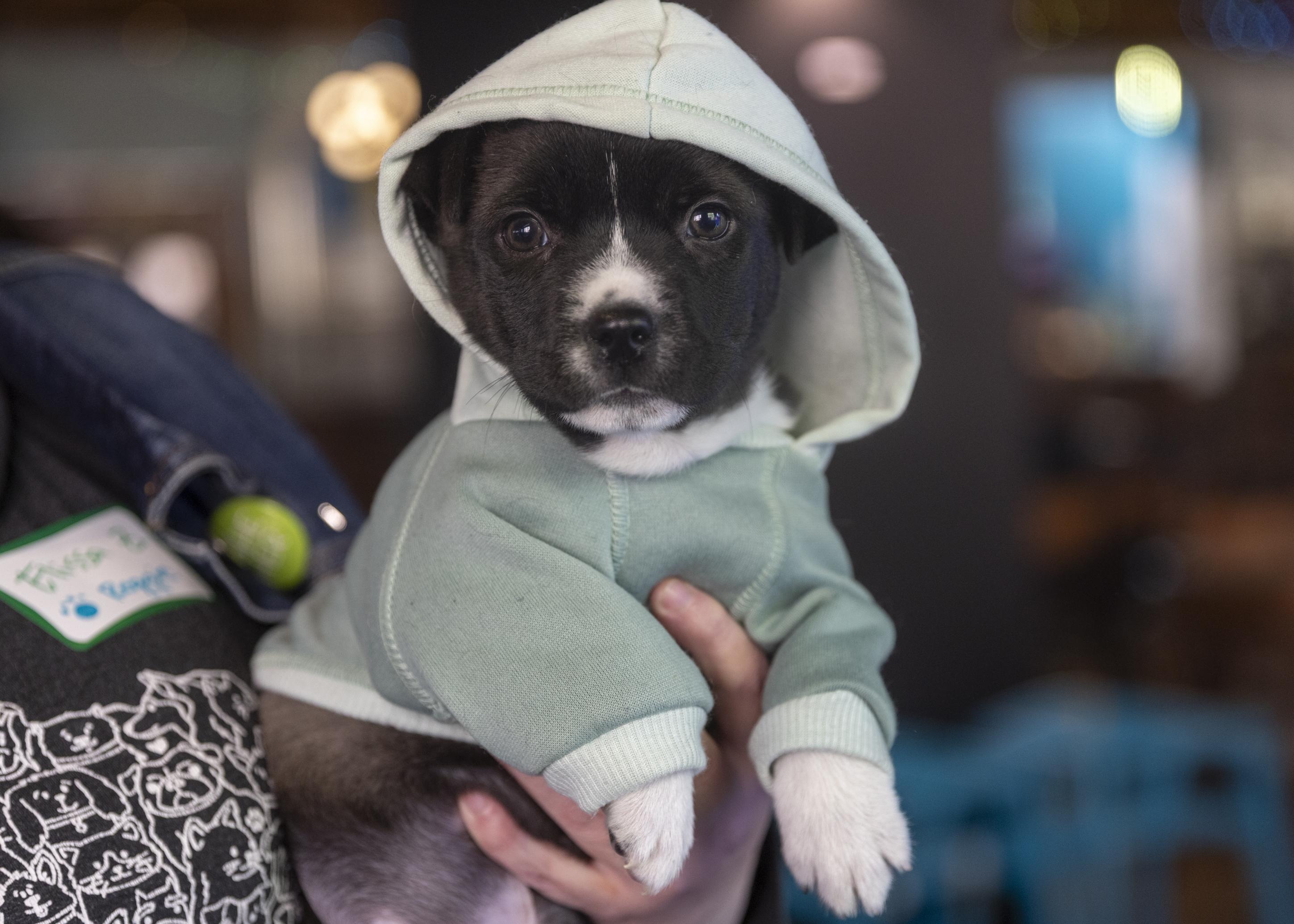 Enlarge Reggie, an adopted mixed breed in Minneapolis, MN image 1/6