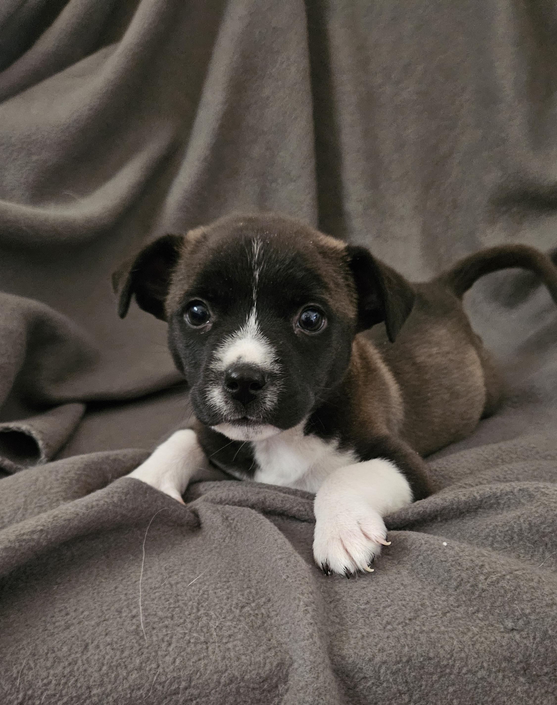 Enlarge Reggie, an adopted mixed breed in Minneapolis, MN image 6/6