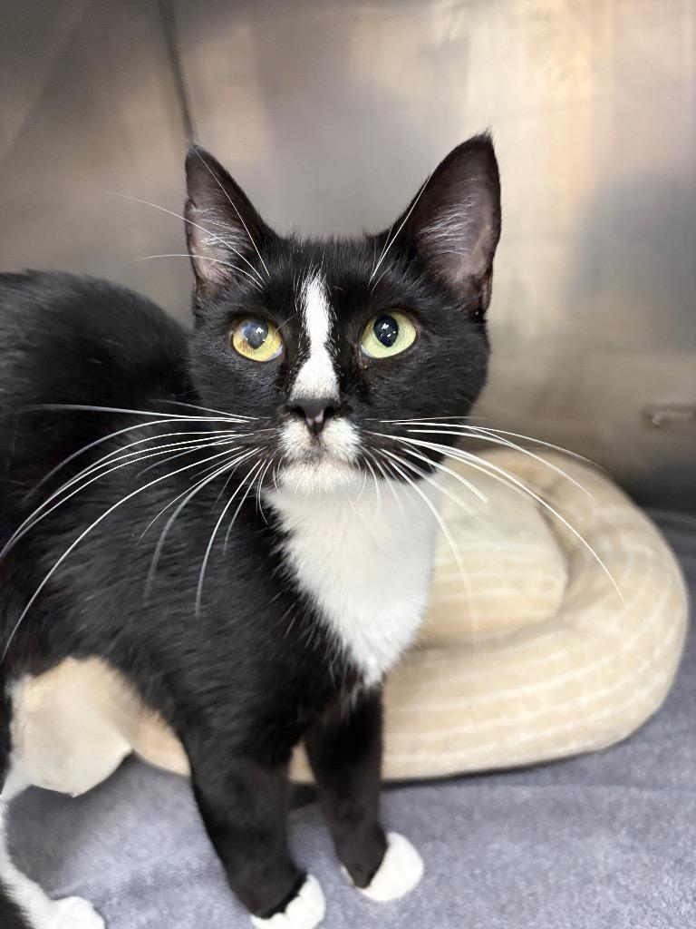 Muffin, Adoptable, Young Female Domestic Short Hair.