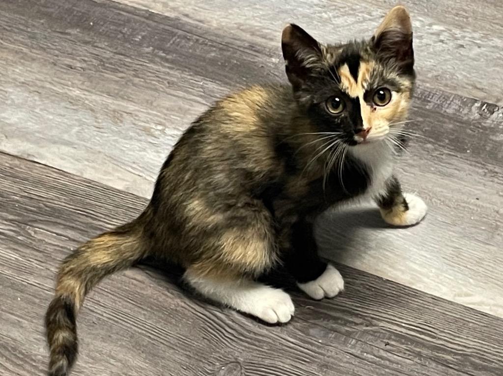 Enlarge Woodleigh, a Adoptable mixed breed in Fort Oglethorpe, GA image 2/6