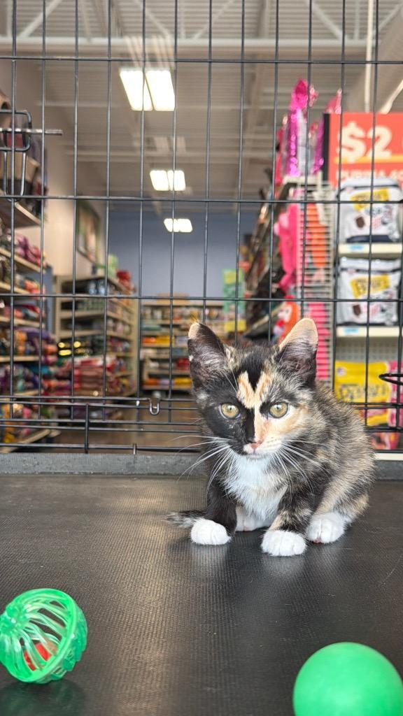 Enlarge Woodleigh, a Adoptable mixed breed in Fort Oglethorpe, GA image 3/6