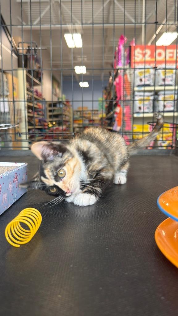 Enlarge Woodleigh, a Adoptable mixed breed in Fort Oglethorpe, GA image 4/6