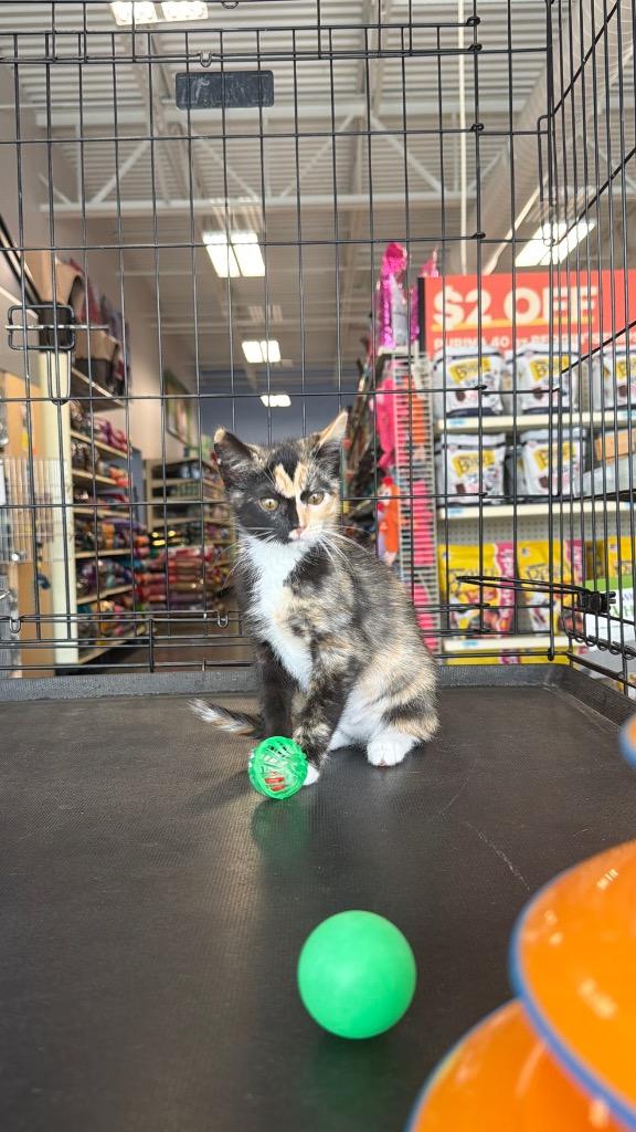 Enlarge Woodleigh, a Adoptable mixed breed in Fort Oglethorpe, GA image 5/6