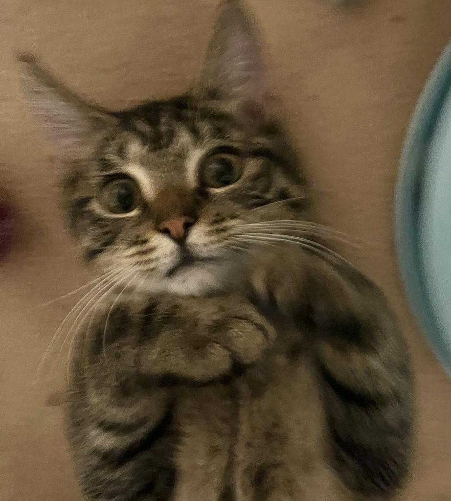 Enlarge Molly, a Adoptable Domestic Short Hair in Belleville, NJ image 4/4