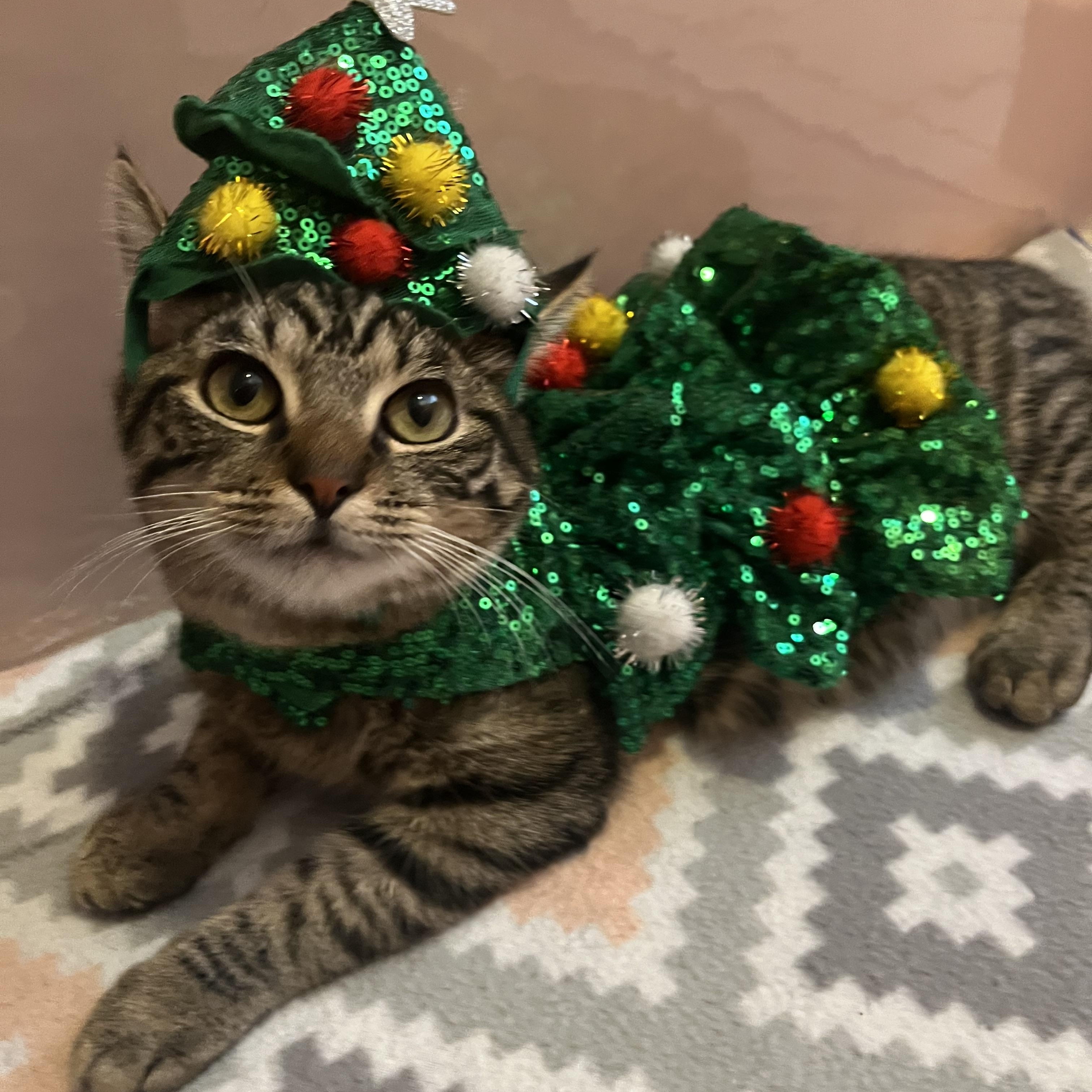 Molly, Adoptable, Kitten Female Domestic Short Hair.