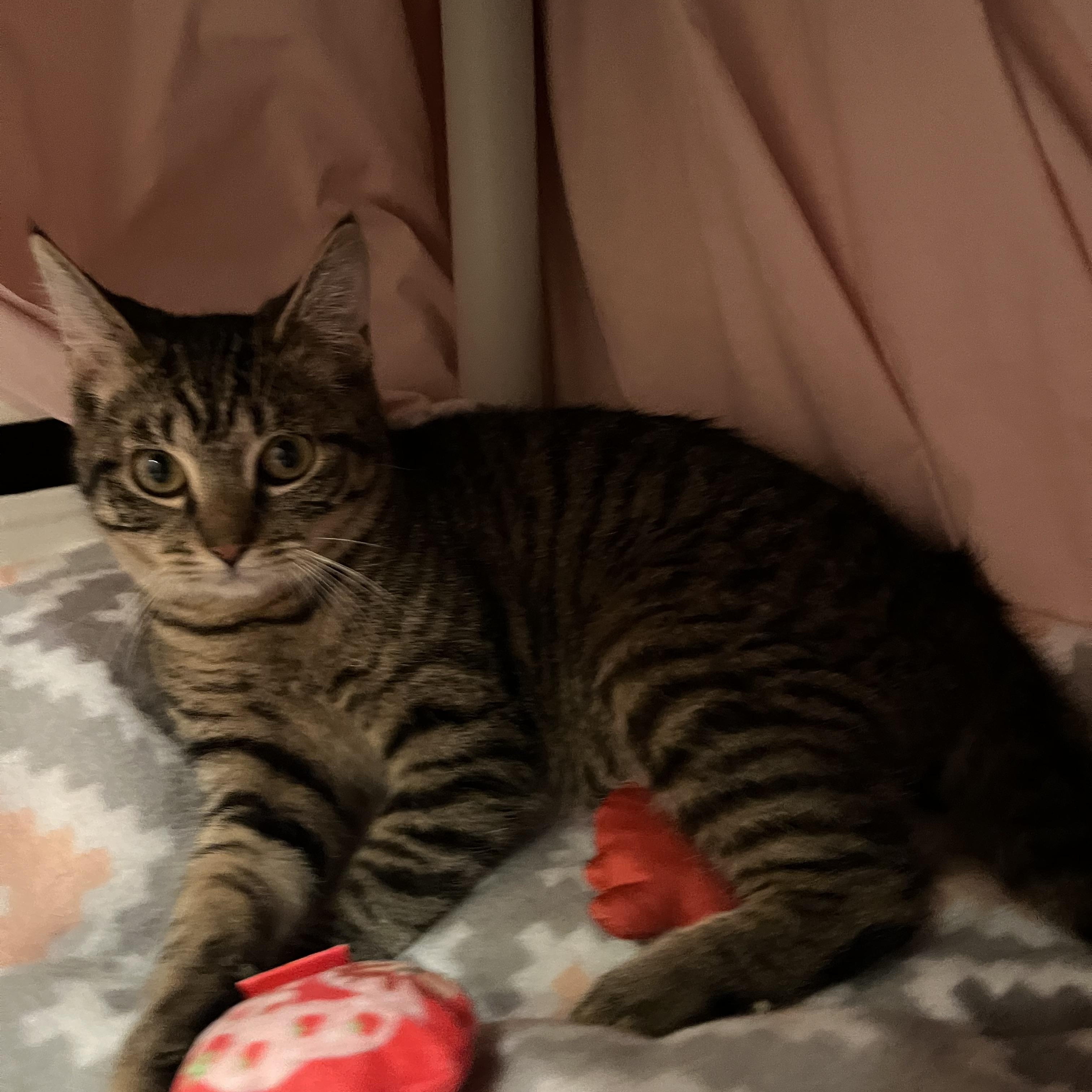 Enlarge Molly, a Adoptable Domestic Short Hair in Belleville, NJ image 2/4