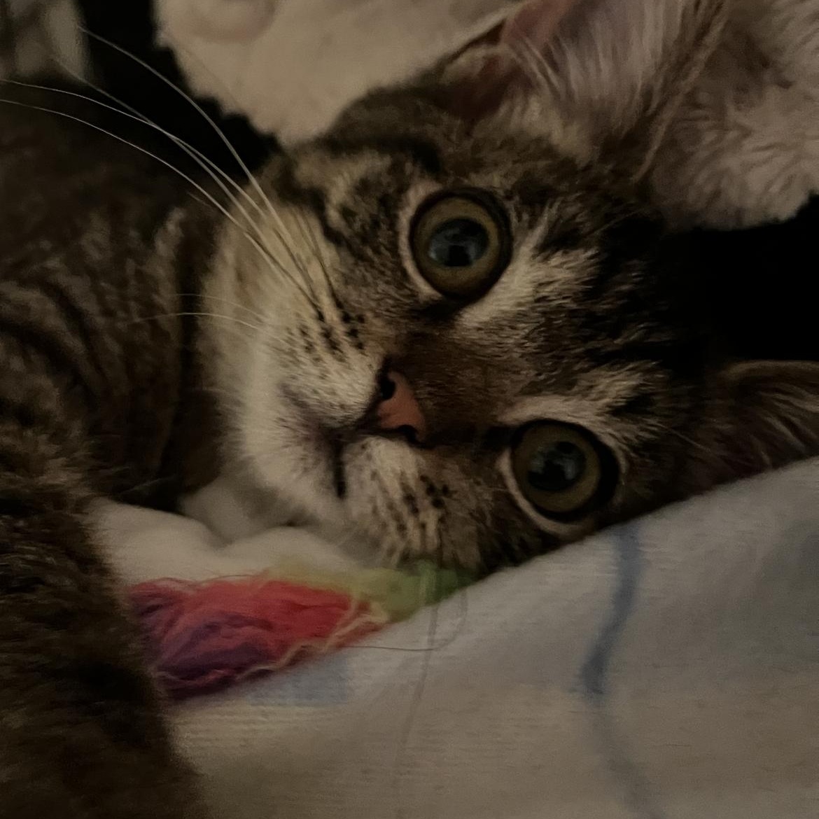 Enlarge Molly, a Adoptable Domestic Short Hair in Belleville, NJ image 3/4