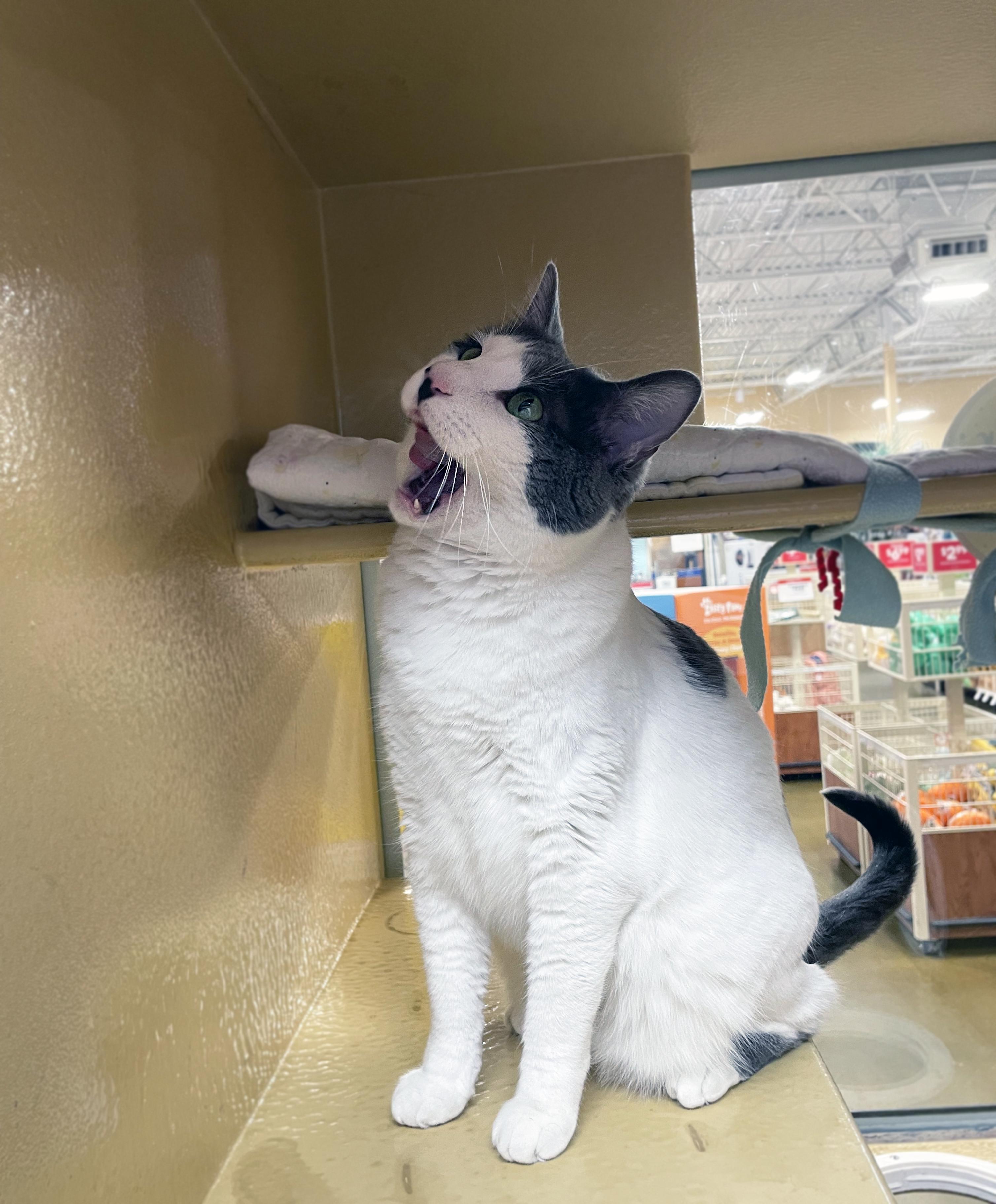 Enlarge Aspen (Bonded w/Willow), a ADOPTABLE Domestic Short Hair in Centerville, UT image 4/6